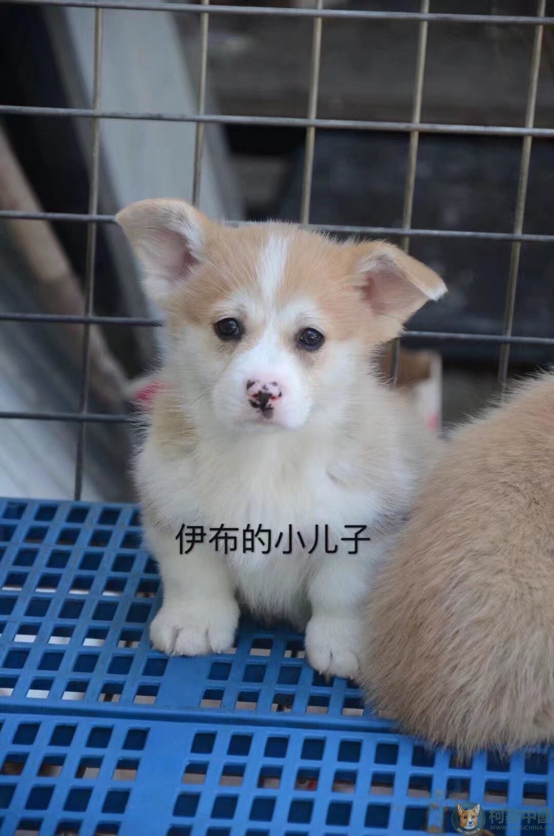 幼犬