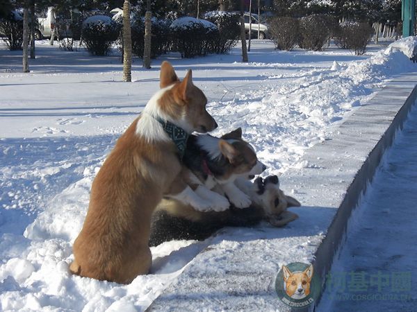 铃铛说:yuki、巴顿你俩别打啦....