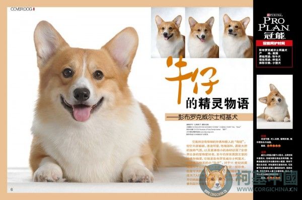 6-11 cover dog.jpg