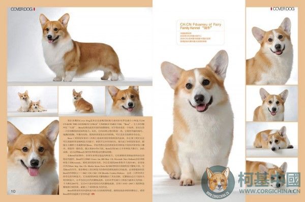 6-11 cover dog3.jpg