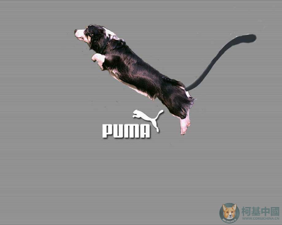 puma1.jpg