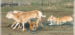 corgiherding.gif