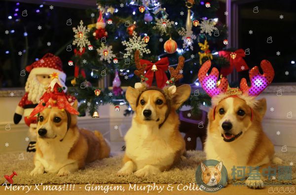 2013 X\'mas - Gim, Murphy & Collie_副本.jpg