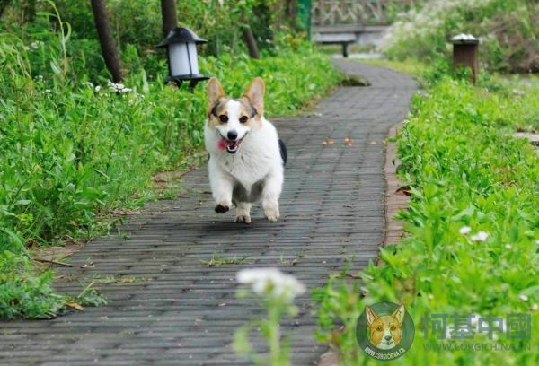 一路小跑