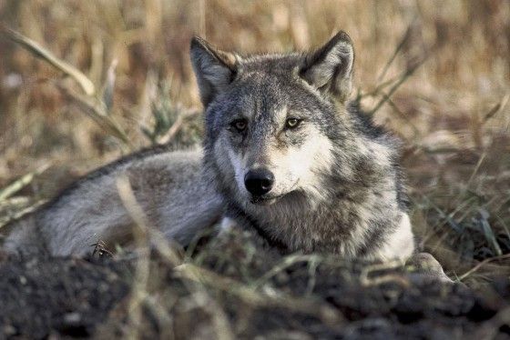 wpid-Canis_lupus_laying_in_grass-560x374-2014-08-28-15-06.jpg