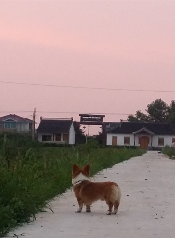 美丽的落日 看呆鸟