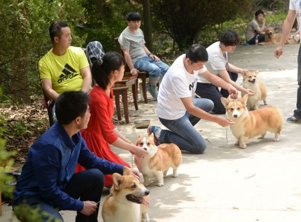 模拟赛场摆狗静态站姿