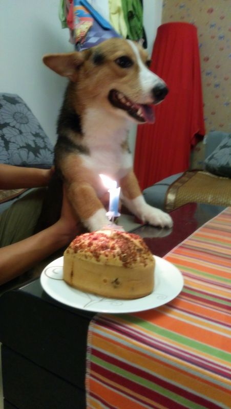 一岁生日 老激动鸟