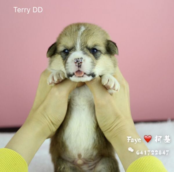 Terry-QQ图片20170505111017.jpg