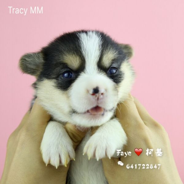 Tracy1-QQ图片20170505105901.jpg